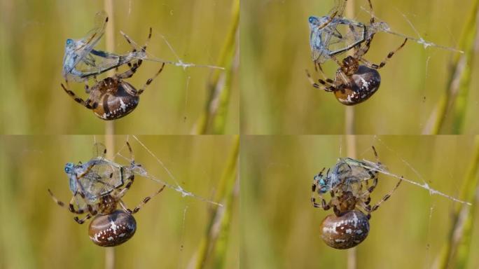 四只斑点球织布蜘蛛 (Araneus Quadratus) 狩猎Lestes sponsa的特写镜头