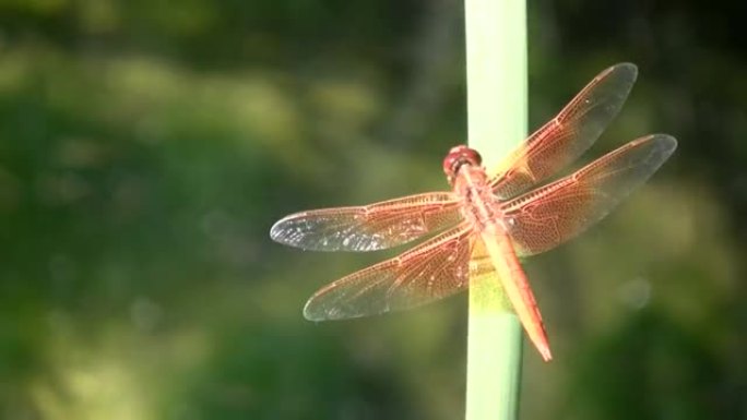 蜻蜓在阳光明媚的午后休息在一片叶子上 (高清)