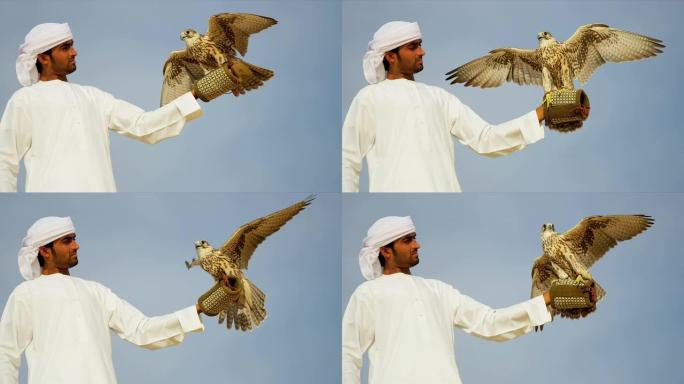 系留鸟类猎物阿拉伯猎鹰腕部