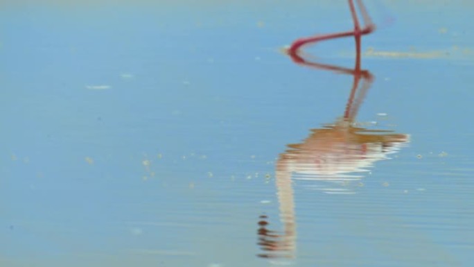 肯尼亚安博塞利国家公园，优雅的火烈鸟涉水，平静的水面的反射