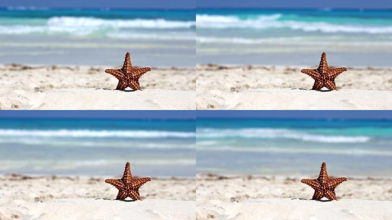 加勒比海沙滩上的海星
