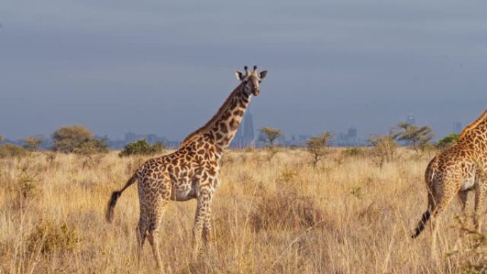 LS长颈鹿在内罗毕国家公园的自然栖息地中行走