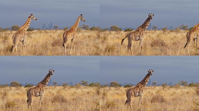 LS长颈鹿在内罗毕国家公园的自然栖息地中行走