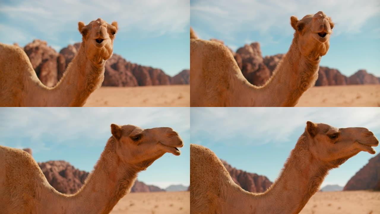 亚洲约旦瓦地朗姆酒沙漠中单骆驼转头的近景