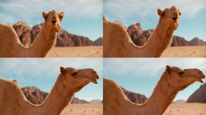 亚洲约旦瓦地朗姆酒沙漠中单骆驼转头的近景