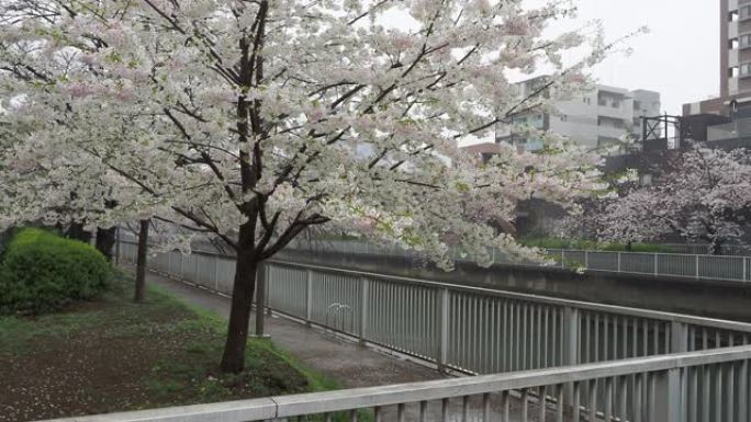 Oyoko河雨天樱花，日本东京2023