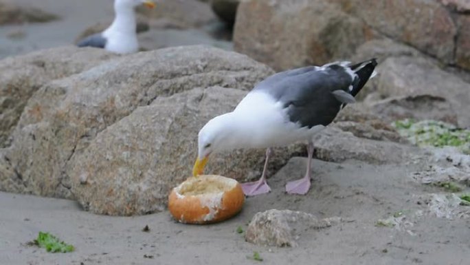 海鸥吃面包碗