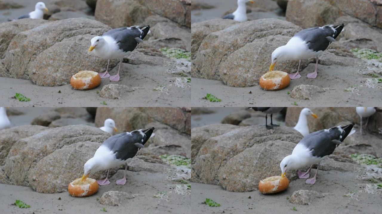 海鸥吃面包碗
