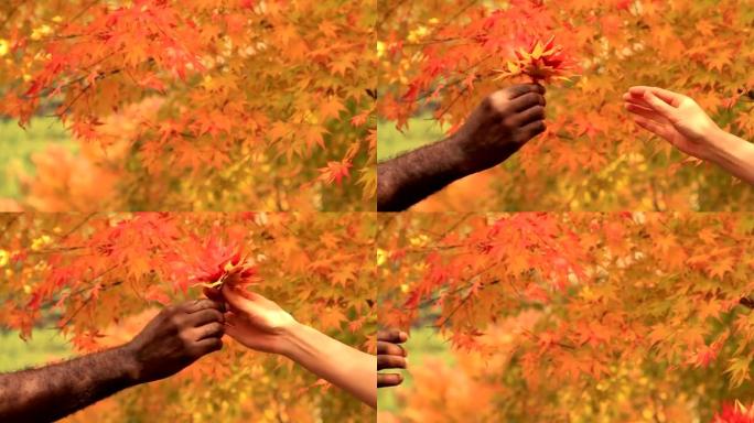给秋天的红叶。