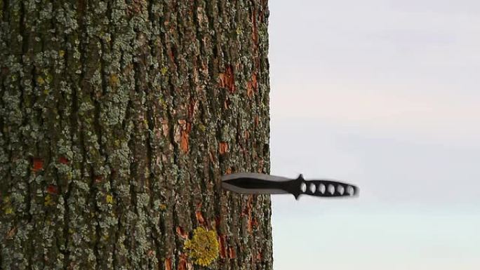 在树的树干上扔刀