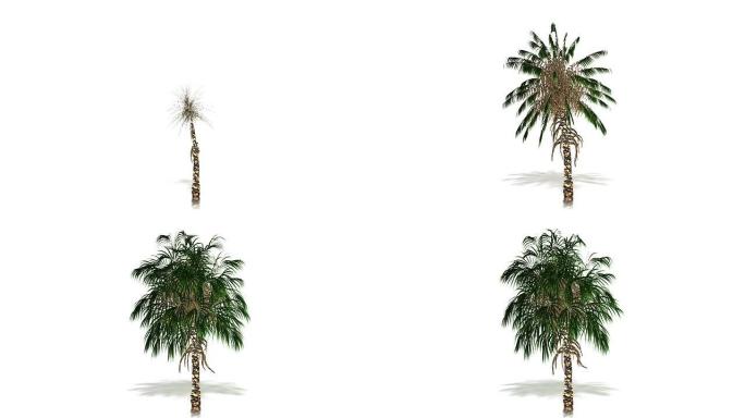 棕榈树生长