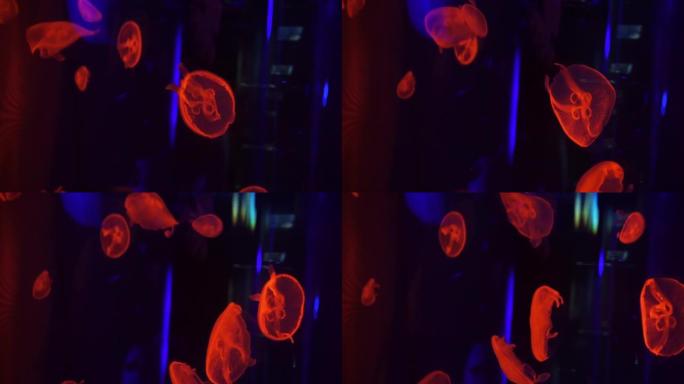 荧光水母组游泳水下水族馆游泳池，红色霓虹灯