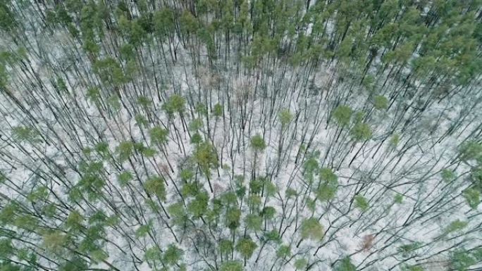 冬季森林鸟瞰图绿树白雪