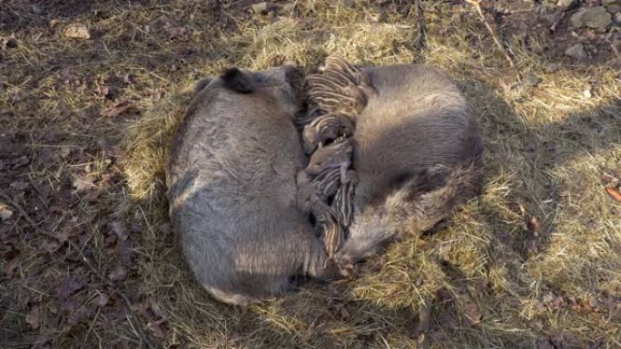 一群可爱的欧洲野生宝来仔猪从母亲的乳房中喝牛奶