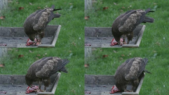 老鹰吃生肉。