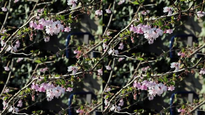 美丽的野生粉红色花朵在风中摇曳在精致的树枝上