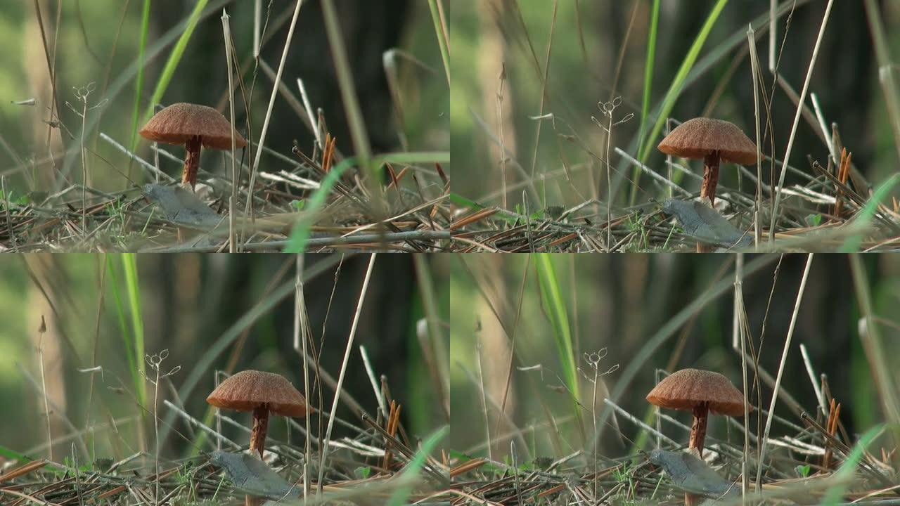森林土地上的蘑菇秋天