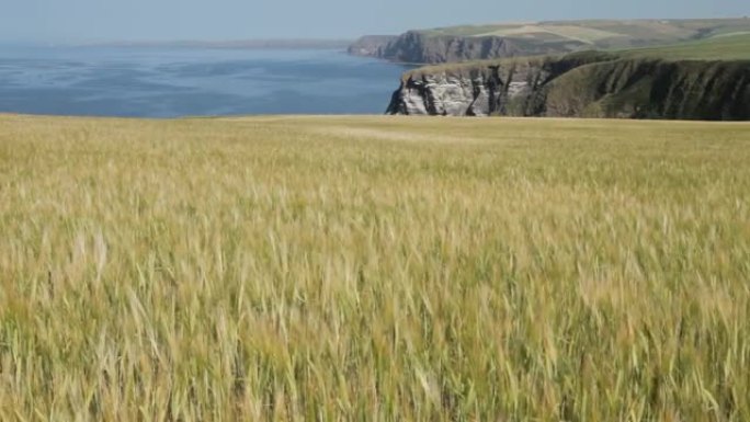苏格兰海岸的大麦田