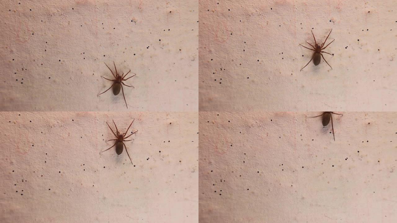 蜘蛛在墙上行走。
孤立白色背景上的特写蜘蛛。
蜘蛛的特写，掠食性的。
昆虫，昆虫，虫子，虫子，动物，