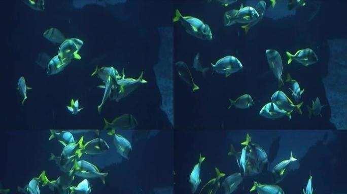 热带鱼嬉戏游泳