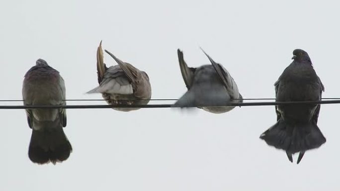 鸽子栖息在电线上