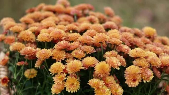 美丽的红橙色菊花灌木，grandiflorum，是菊科特写的多年生植物的杂种。园艺概念。美丽的秋花