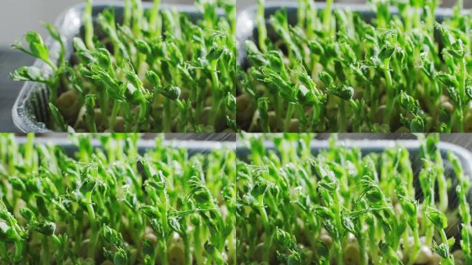 在塑料容器中生长的豌豆微绿，婴儿芽，微绿草药，家庭菜园，慢动作特写视频，4k镜头