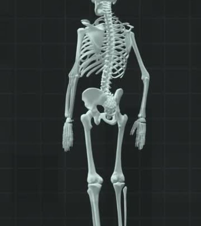 健康骨架背景特效模型转动展示