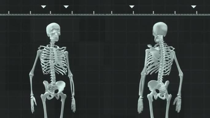 健康骨架背景特效模型转动展示