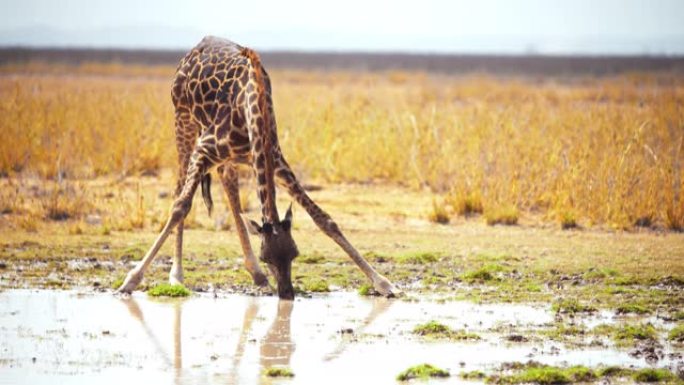慢动作长颈鹿弯腰从大草原中间的水坑里喝水，喝完酒后站起来，肯尼亚安博塞利国家公园