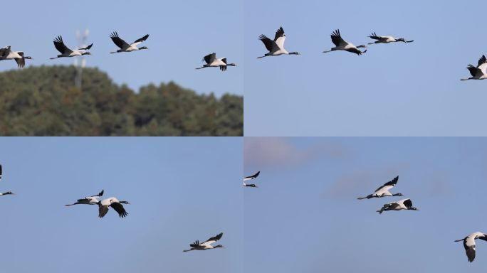 一群黑颈鹤飞行的慢动作视频