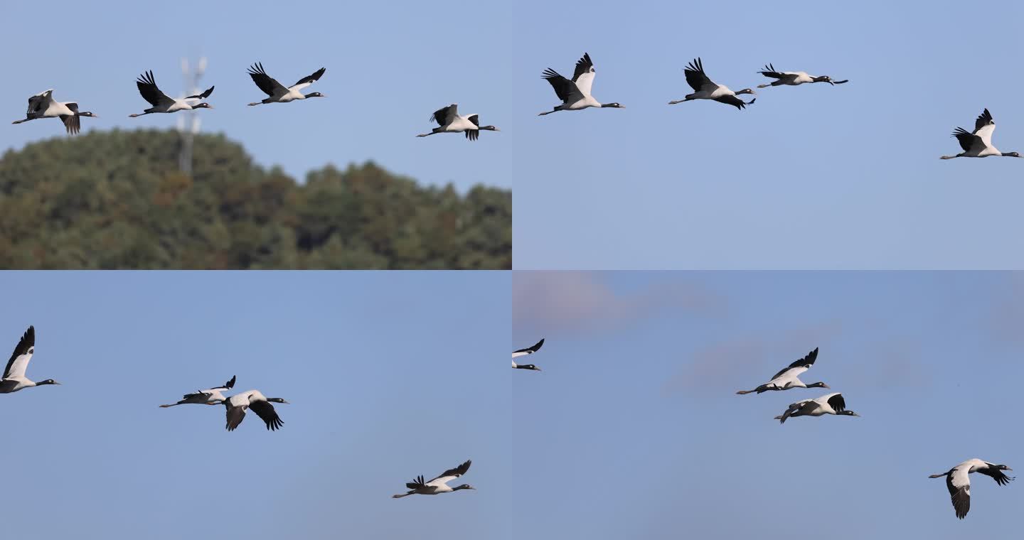 一群黑颈鹤飞行的慢动作视频