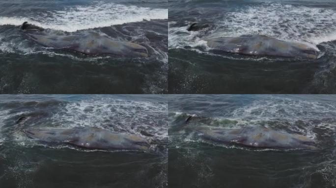 巴厘岛海岸线附近的死抹香鲸