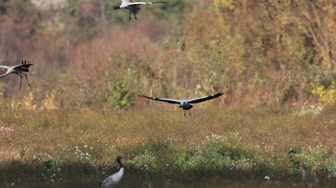 黑颈鹤在满眼秋色中降落花丛的升格视频