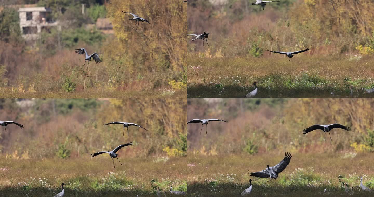 黑颈鹤在满眼秋色中降落花丛的升格视频