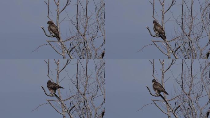 红尾鹰，加利福尼亚州雷耶斯角