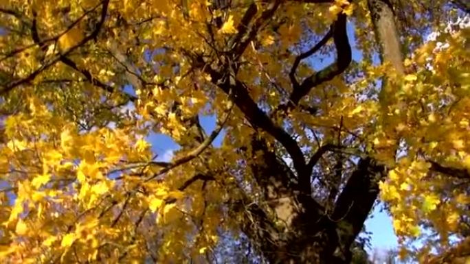 公园里的秋天金枫和相机旋转