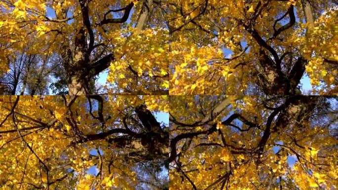 公园里的秋天金枫和相机旋转
