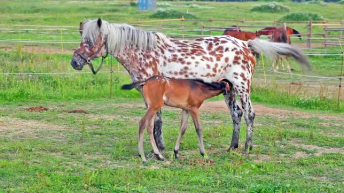 斑点母马在牧场上喂养小马驹