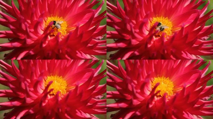 大丽花的蜜蜂 - 阿贝贾和达利亚