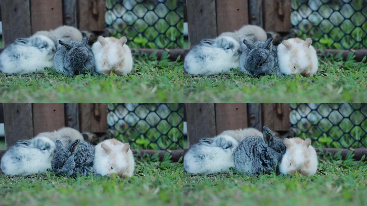 可爱的兔子荷兰垂头在花园里吃着新鲜的草