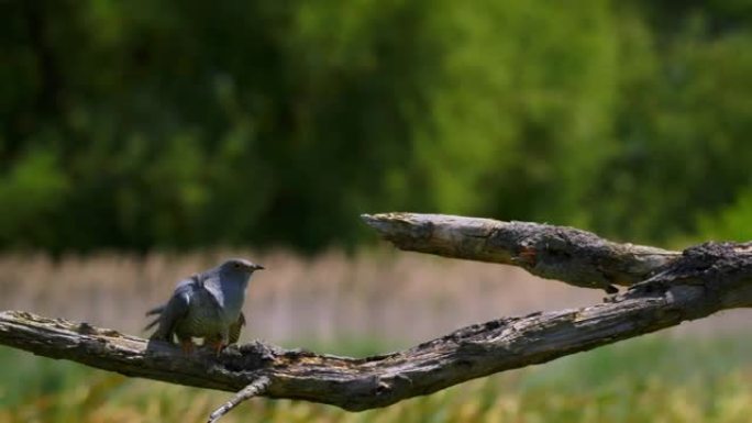 普通杜鹃在树枝上被莎草莺攻击的特写视频