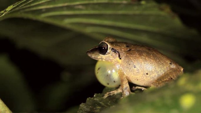 雨蛙 (E. achatinus)