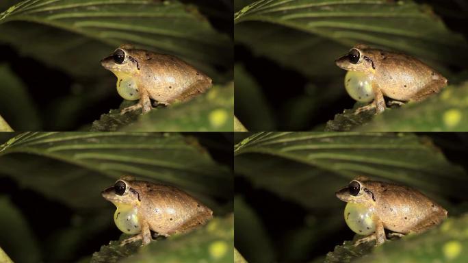 雨蛙 (E. achatinus)