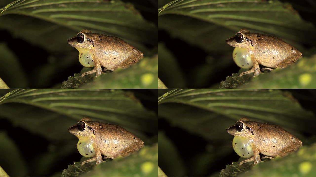 雨蛙 (E. achatinus)