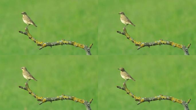 稀有的外来鸟类Isabelline Wheatear栖息在灌木树枝上。