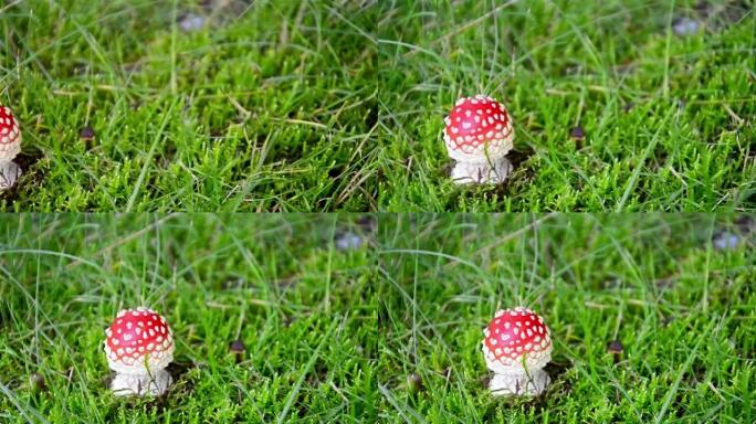 神奇的仙尾真菌魔法蘑菇在微风中吹拂，背景绿草，平移拍摄