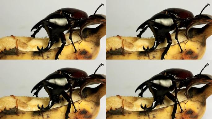 犀牛甲虫吃香蕉