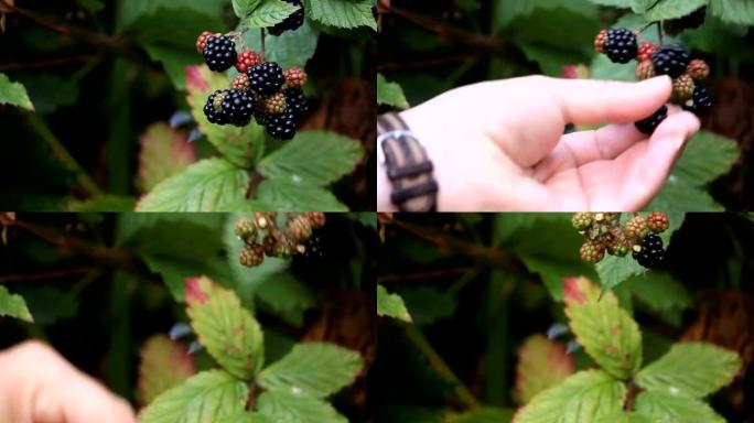野生黑莓采摘