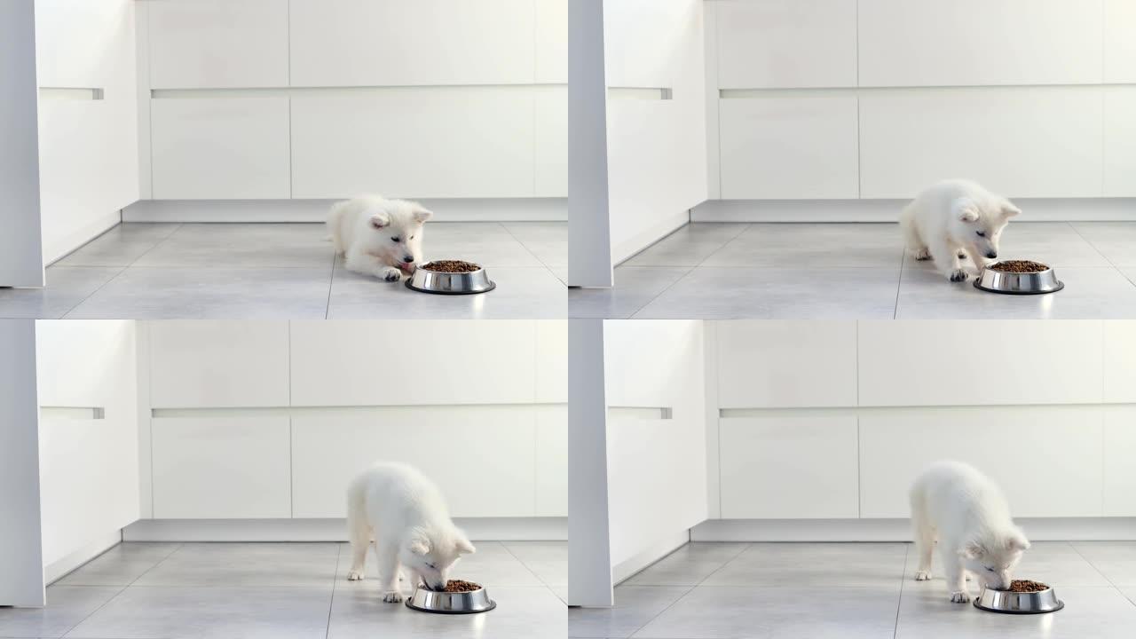 白色瑞士牧羊犬小狗在现代白色厨房里用金属碗吃干粮。为快乐的家畜送餐，小好朋友。宠物店。动物饲料。狗的